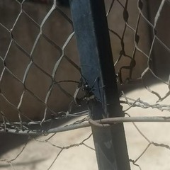 Lissonotus flavocinctus