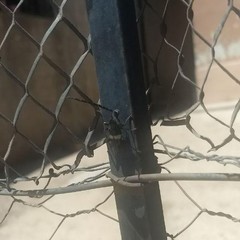 Lissonotus flavocinctus