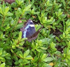 Kaniska canace nojaponicum