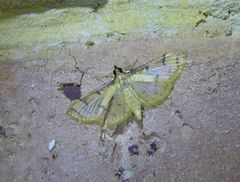 Cotachena aluensis