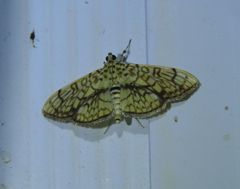 Haritalodes obliqualis