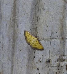 Herpetogramma hipponalis