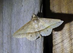 Hypospila creberrima