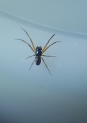 Steatoda truncata