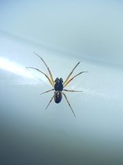 Steatoda truncata