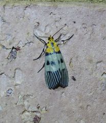 Vitessa glaucoptera