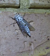 Zeuzera aeglospila