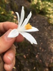 Leucocrinum montanum