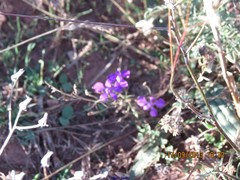 Delphinium pubescens