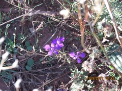 Delphinium pubescens