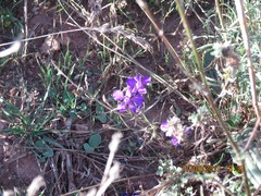 Delphinium pubescens