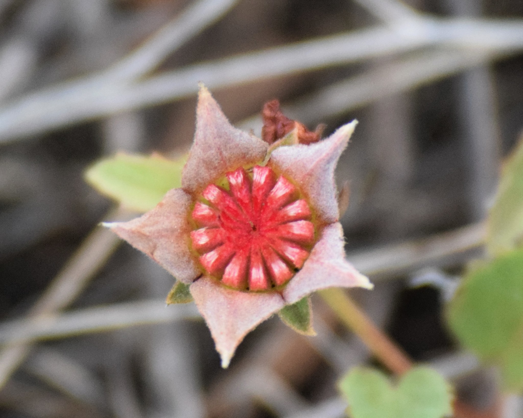 Malvastrum aurantiacum