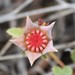 Malvastrum aurantiacum - Photo (c) Mike Farley, algunos derechos reservados (CC BY-NC), subido por Mike Farley