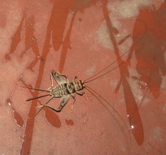 Gryllodes sigillatus