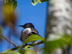 Colaptes auratus