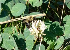 Bombus impatiens