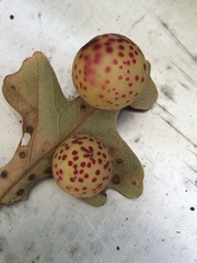 Atrusca quercuscentricola