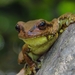 Cope’s Streamside Tree Frog - Photo (c) AnaLi Hr, some rights reserved (CC BY-NC), uploaded by AnaLi Hr