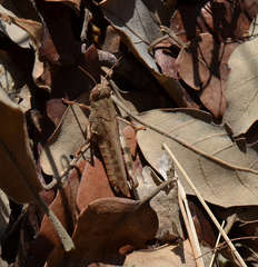 Calliptamus barbarus