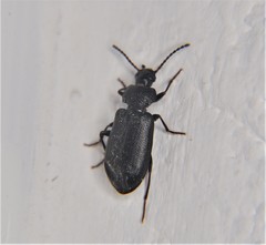 Anaedus