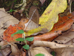 Pierella nereis