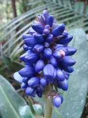 Dichorisandra paranaensis