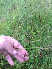 Rhynchospora inexpansa