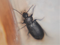Anaedus
