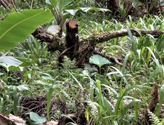 Image of Bulbophyllum comorianum