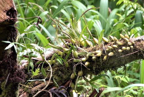 Bulbophyllum comorianum image