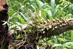 Bulbophyllum comorianum image