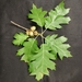 Quercus rubra - Photo (c) ssimeto,  זכויות יוצרים חלקיות (CC BY-NC)