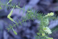 Acacia verticillata verticillata