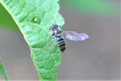 Pseudoscaeva diversifasciata