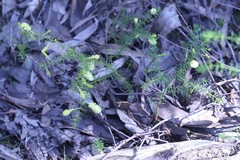 Acacia verticillata verticillata
