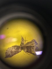 Phalaenostola larentioides