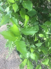 Citharexylum berlandieri