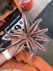 Cryptanthus bivittatus