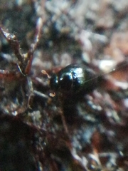 Leiodinae