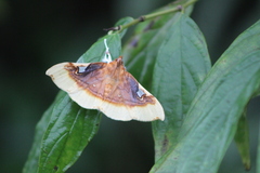 Eupastranaia