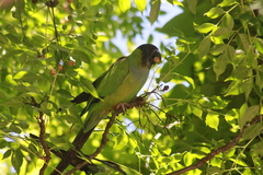 Aratinga nenday
