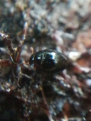 Leiodinae
