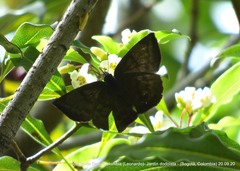 Achlyodes