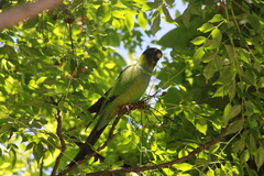 Aratinga nenday