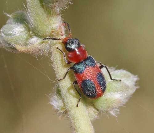 Collops histrio · iNaturalist
