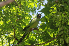 Aratinga nenday