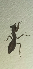 Pseudomiopteryx