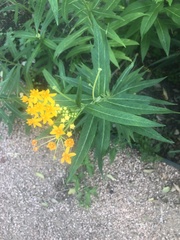 Asclepias curassavica