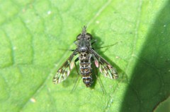 Sphenoidoptera