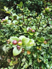 Syzygium buxifolium